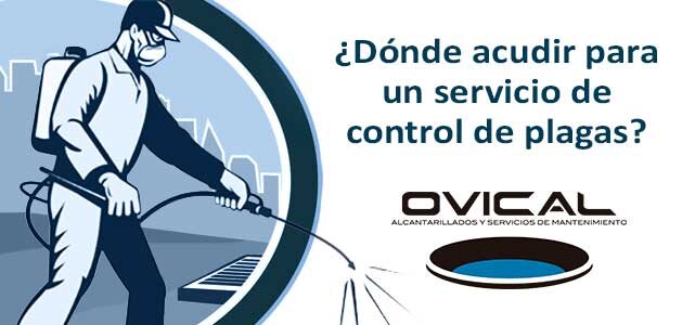 ¿Dónde acudir para un servicio de control de plagas? | Ovical