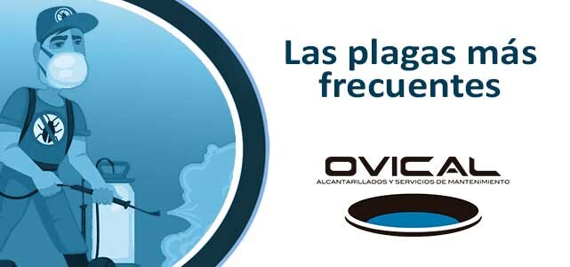 Las plagas más frecuentes | Ovical Control de plagas
