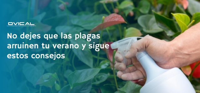 Plagas en verano: cómo prevenirlas | Ovical Sevilla